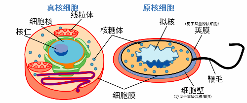 真核细胞与原核细胞的对比,来源:公有领域